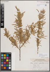 Foto von Salix exigua var. pedicellata (Andersson) Cronquist